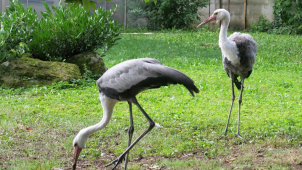 4 odchovaná mláďata jeřába laločnatého jsou světový úspěch