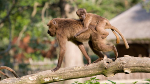 Ve zlínské zoo je deváté odchované mládě dželady