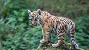 Tygří mláďata ze zlínské zoo už se ukázala venku