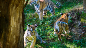 Doulová a Krobot jsou kmotry mláďat tygra ussurijského