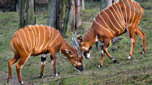 Zoo Lešná má za sebou mimořádný rok
