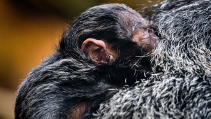 Ve zlínské zoo se radují z mláděte chvostana