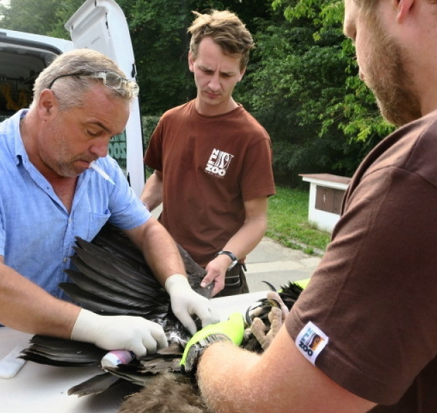 Sup hnědý zamířil ze zlínské zoo do Bulharska