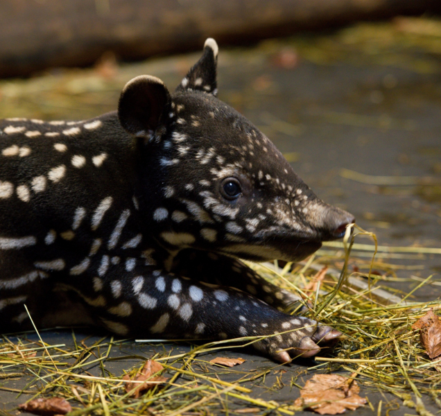 Ve zlínské zoo přivítali nové mládě