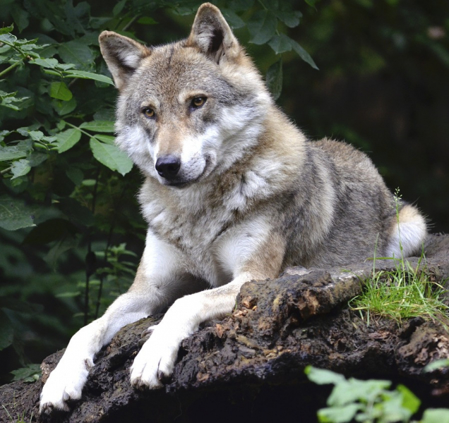 Peníze na škody způsobené vlkem půjdou z krajského rozpočtu