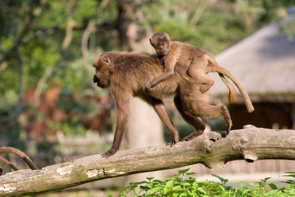 Ve zlínské zoo je deváté odchované mládě dželady