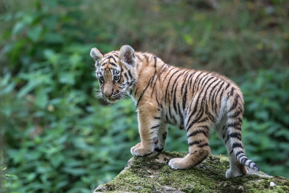 Tygří mláďata ze zlínské zoo už se ukázala venku