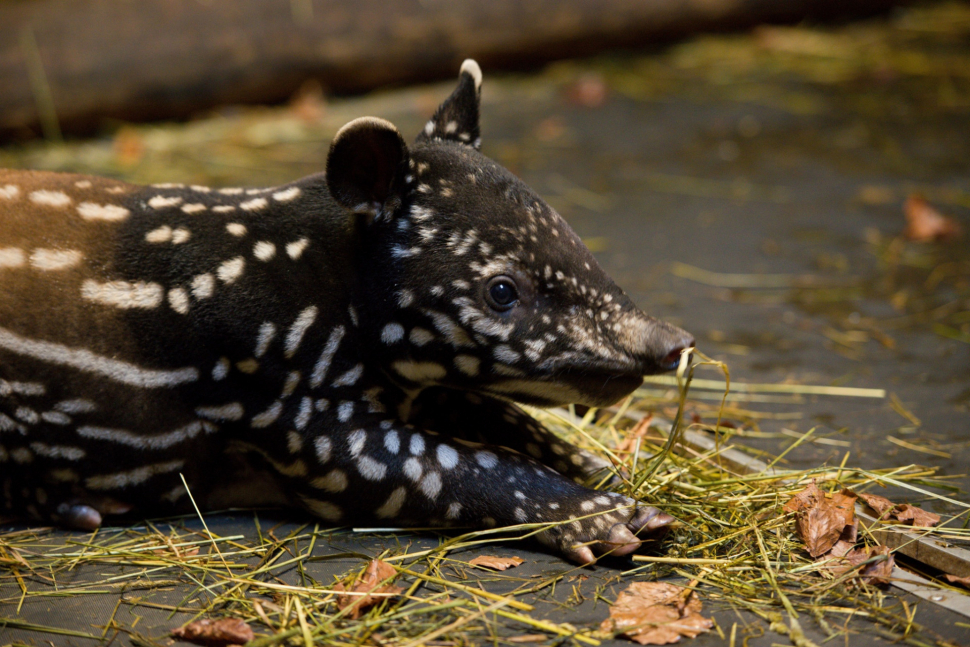 Ve zlínské zoo přivítali nové mládě