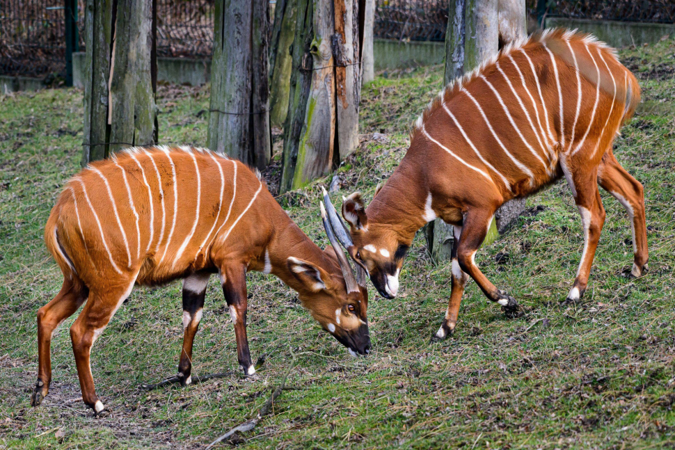 Zoo Lešná má za sebou mimořádný rok