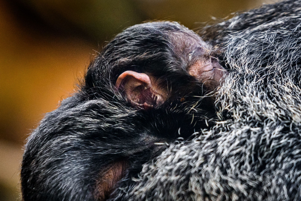 Ve zlínské zoo se radují z mláděte chvostana